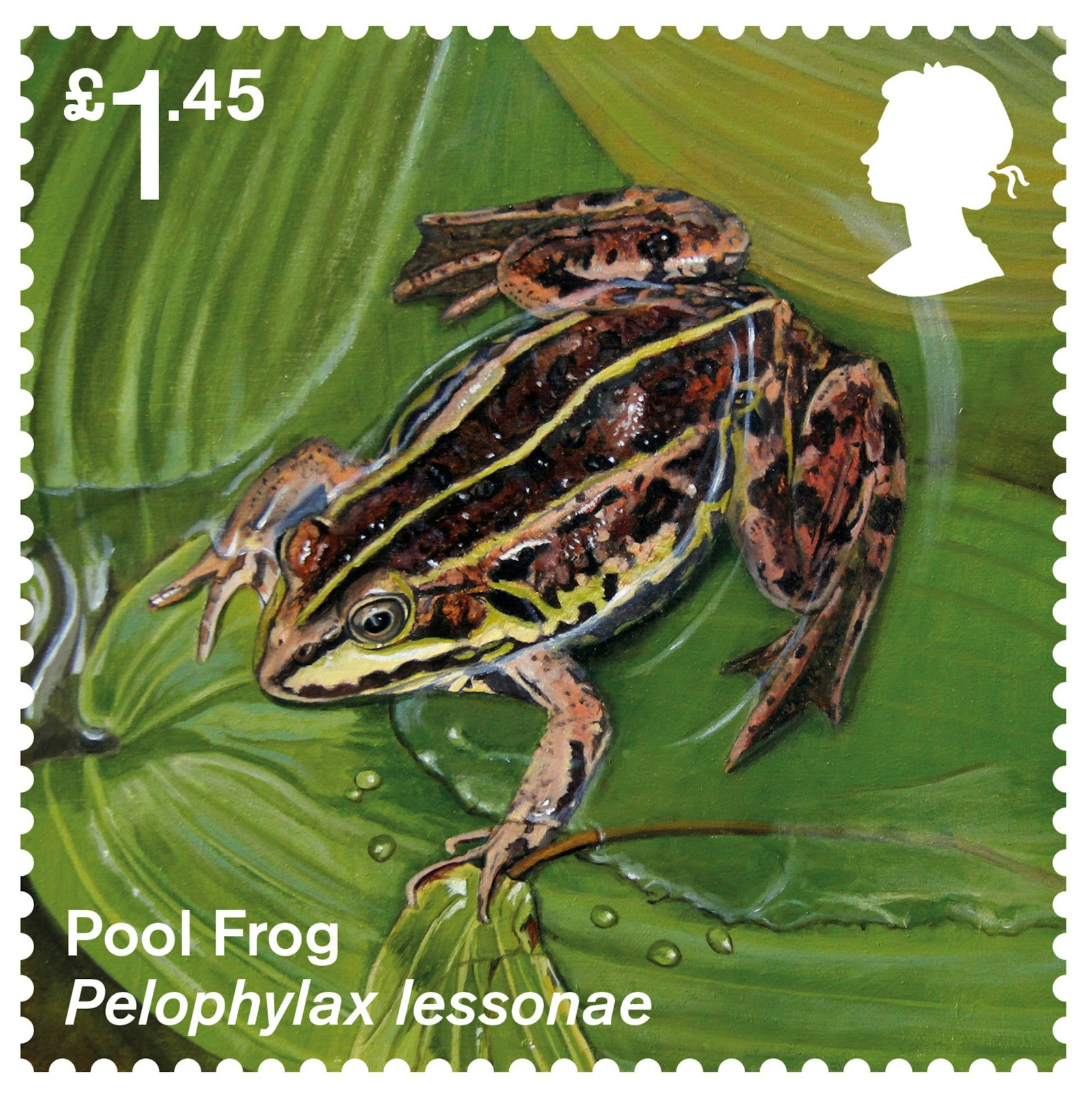 Pool Frog Stamp