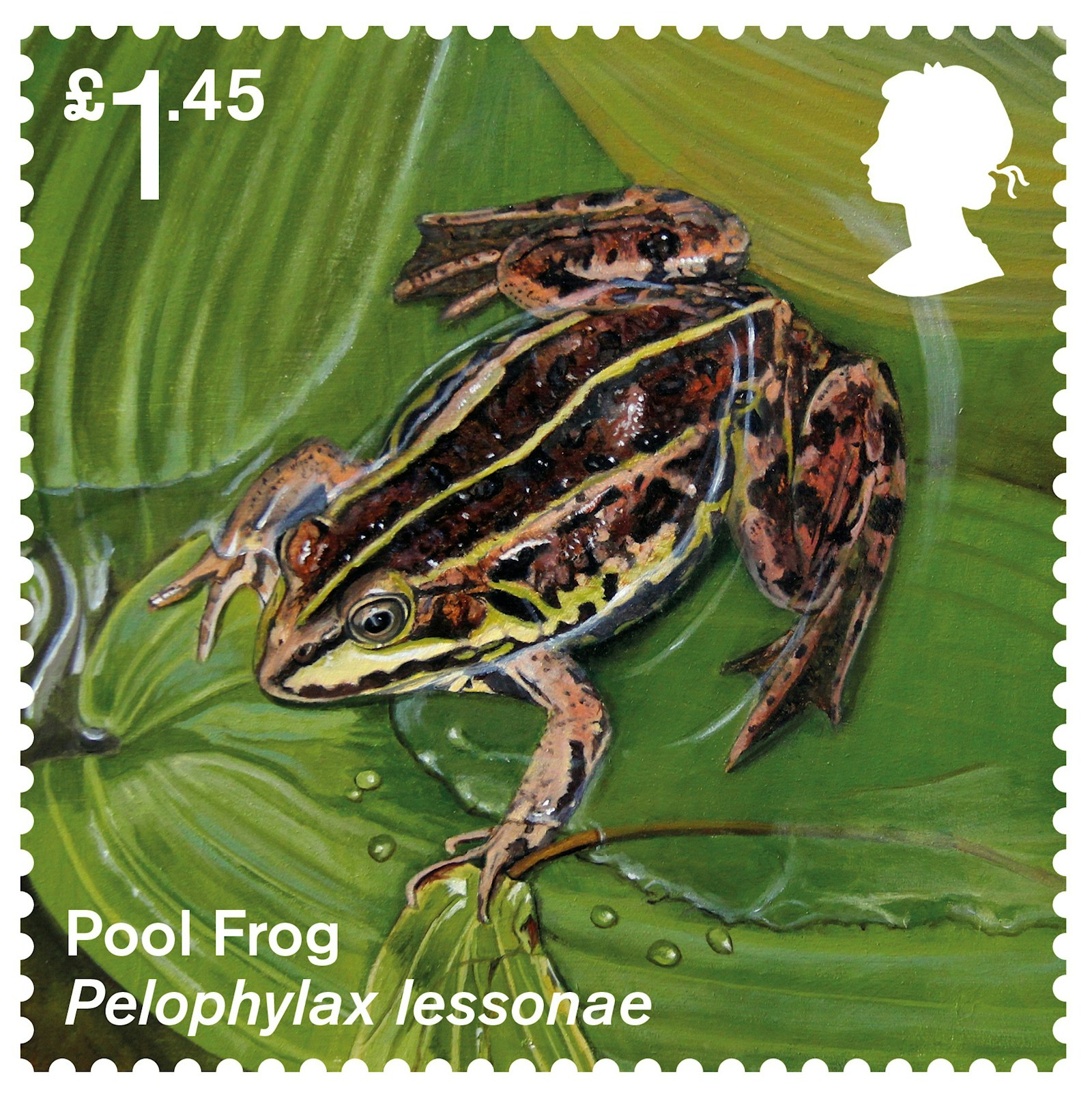 Pool Frog Stamp