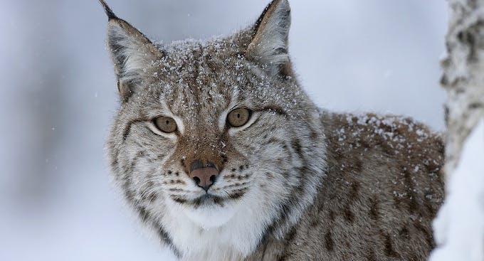 Eurasian Lynx Position Statement | Rewilding Britain