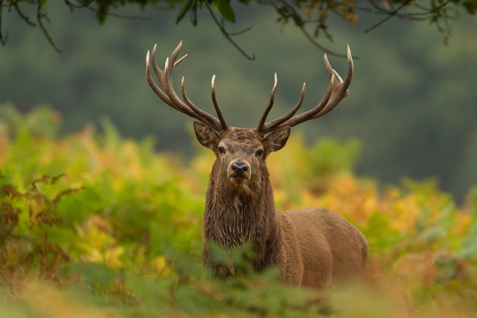 Juster forræder Ende Red deer | Rewilding Britain