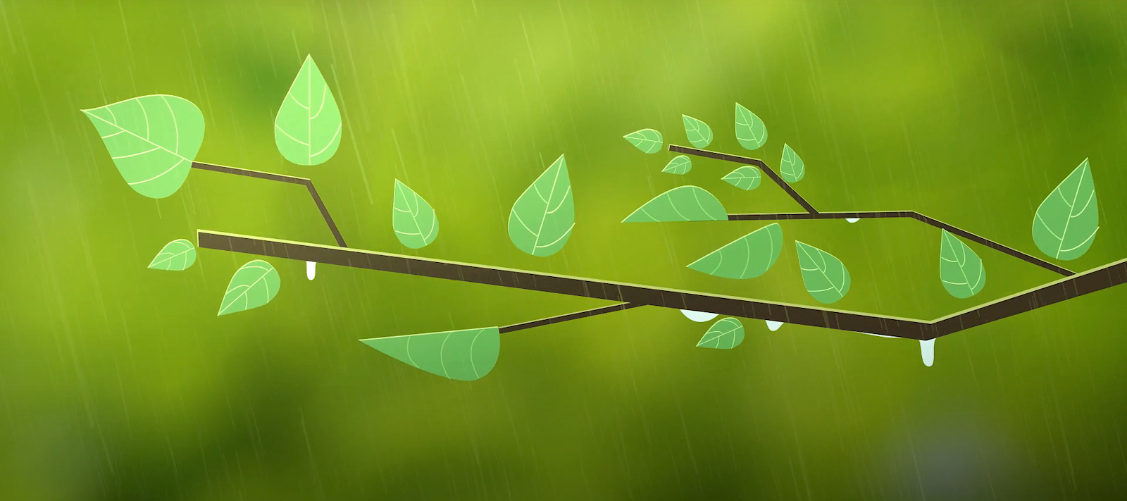 Rewild Nation leaf