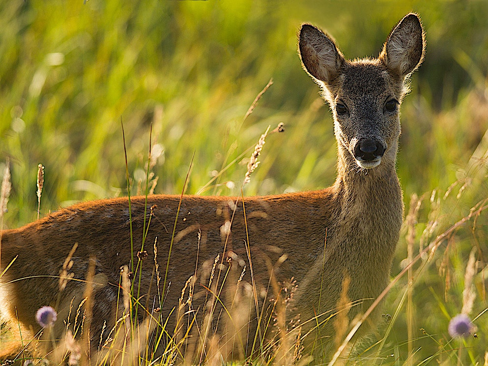 Roe deer SBP MH