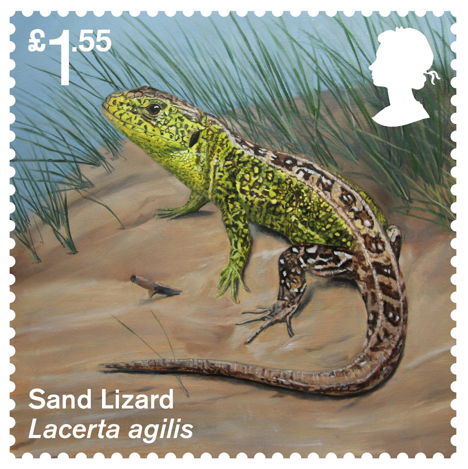 Sand Lizard Stamp