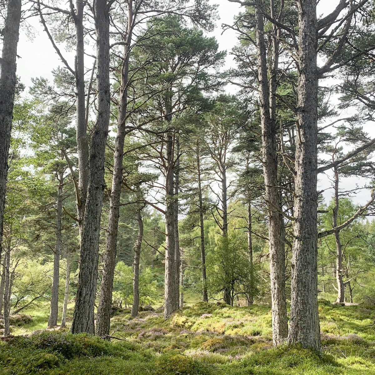 Scots Pine woodland