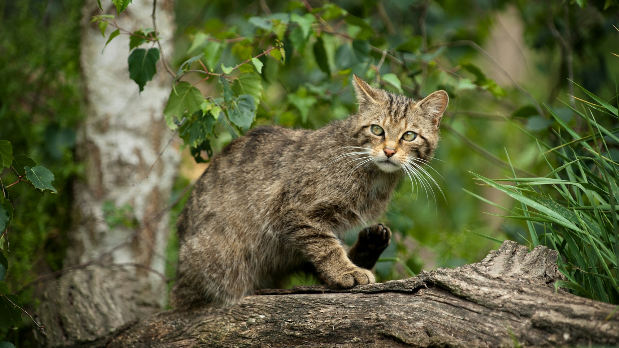 Wildcat Restoration Conservation Rewilding Britain wildcat-restoration-conservation-rewilding-britain
