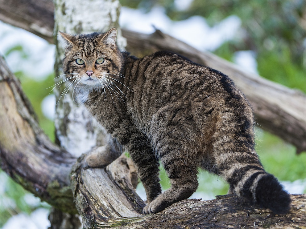 Scottish wild cat Credit Mark Williams Wildscreen Exchange