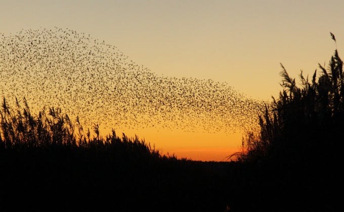 Starling murmuration at Minsmere by Donald Macauley 1280x792 7eb3d682f2787dae05763285f6b29075