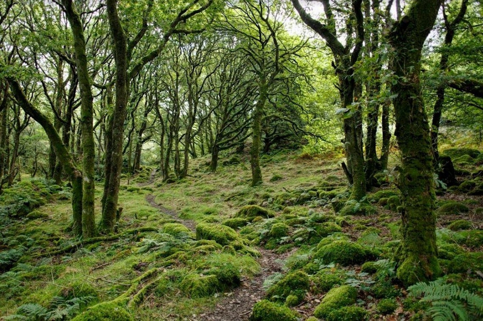 Ty Canol Wales by Mark Pel via Unsplash
