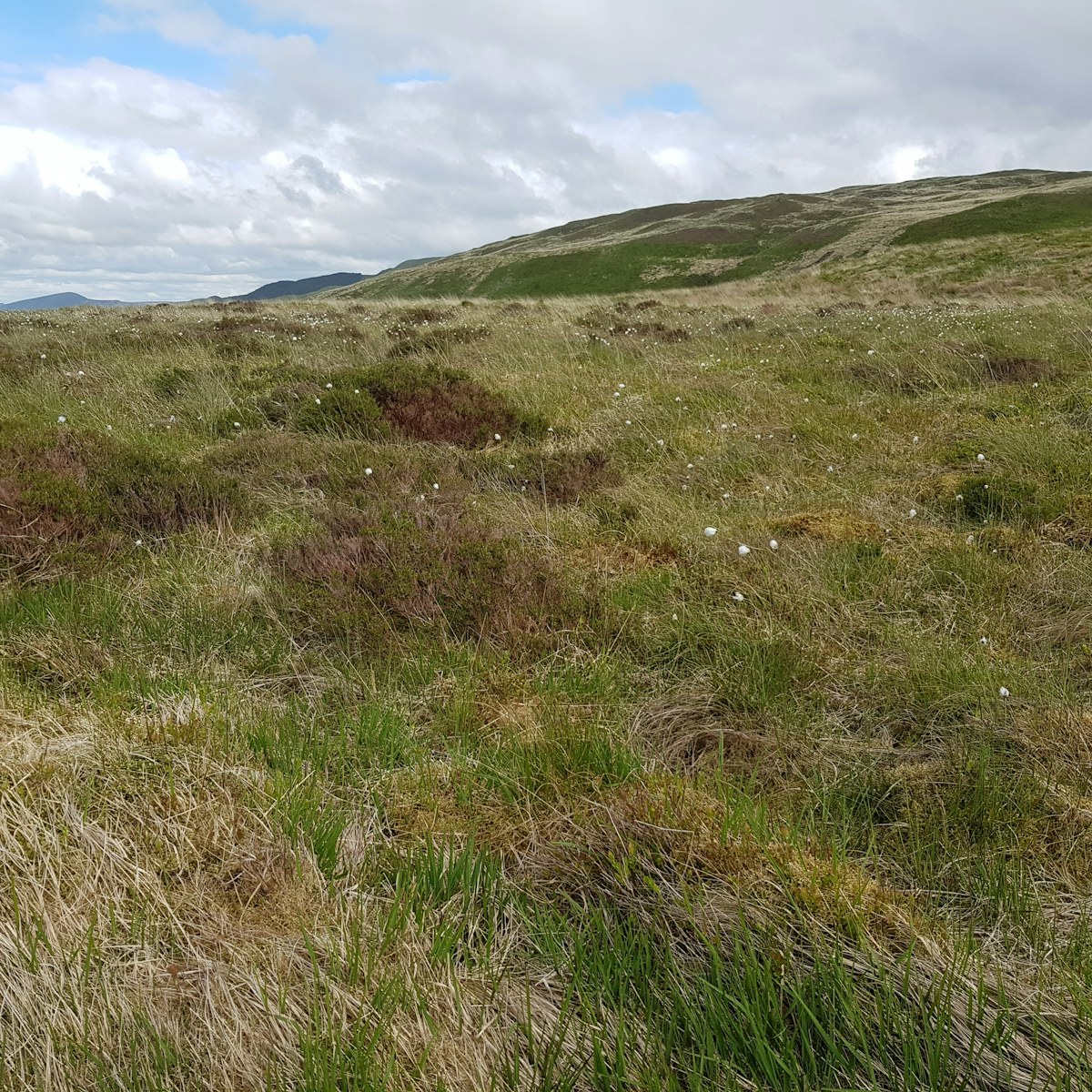 Wet heathland 03 06 21