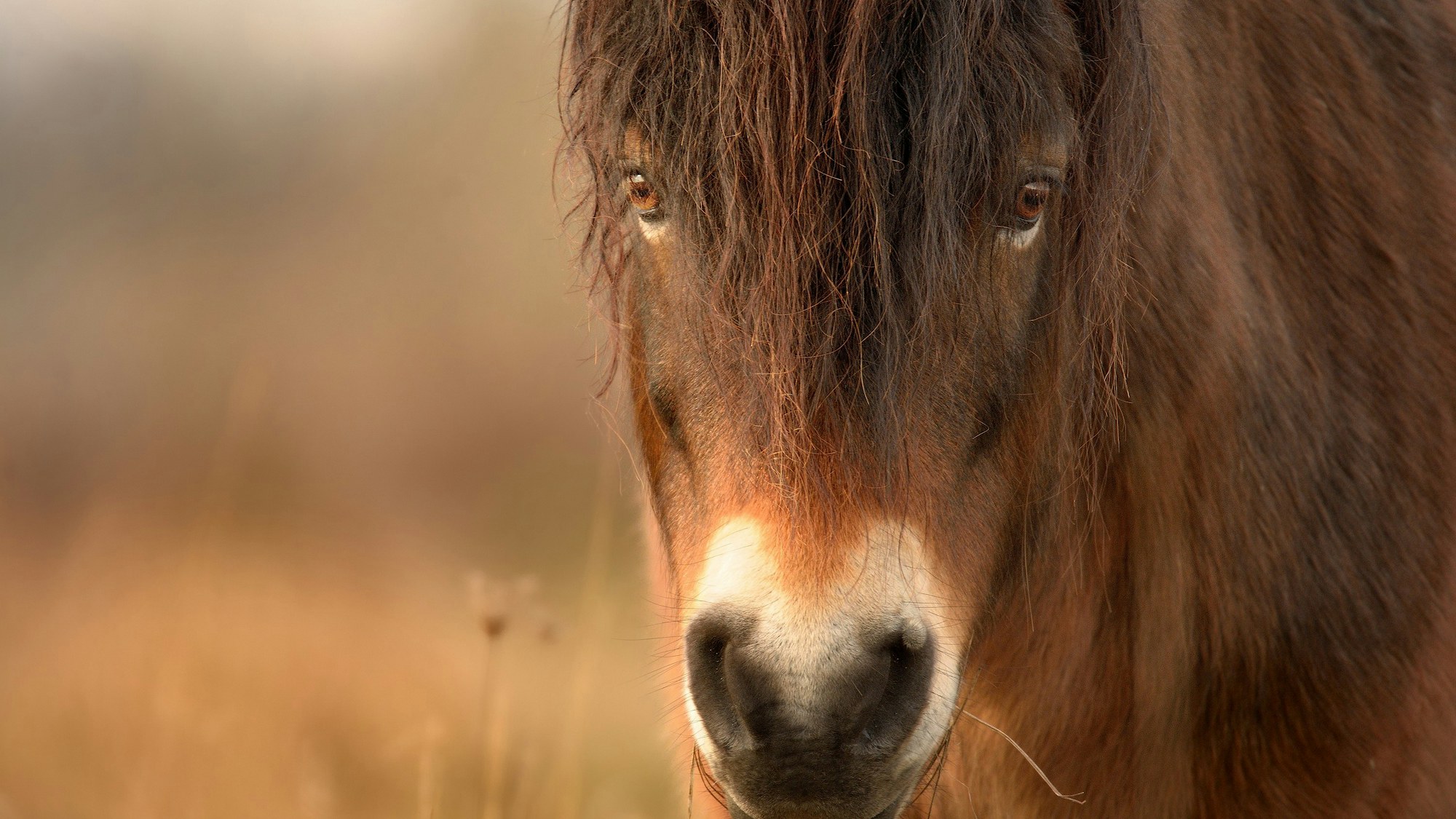 Wild horse1 Exmoor pony SS