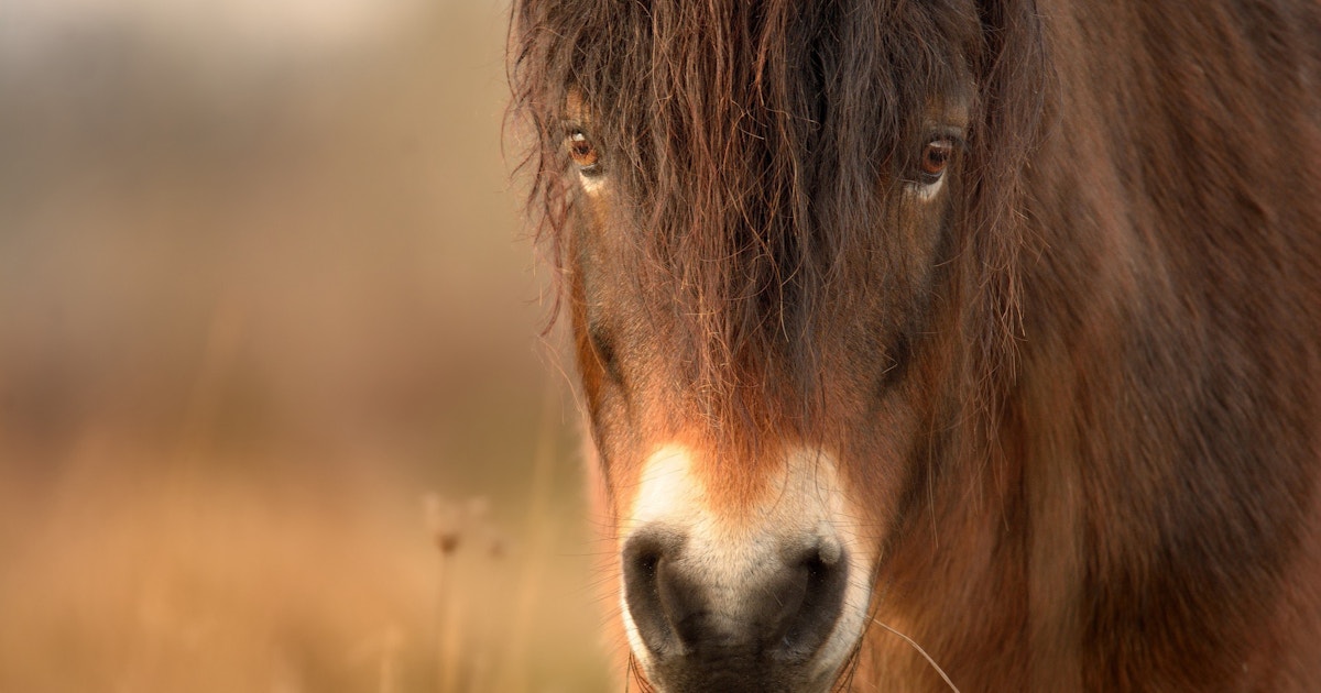 Wild horse reintroduction & conservation | Rewilding Britain
