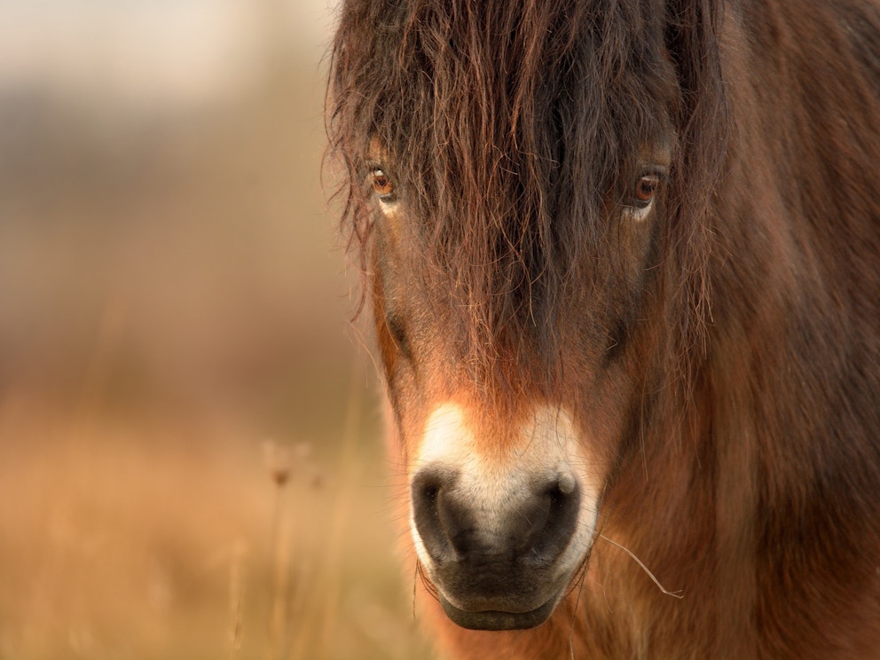 Wild horse1 Exmoor pony SS