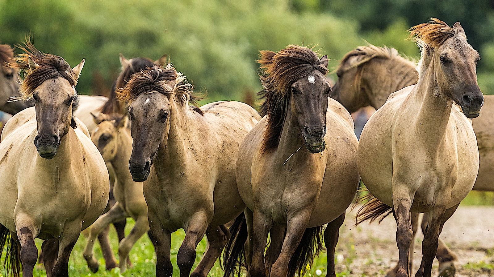 Wild horse2 konik horses SS