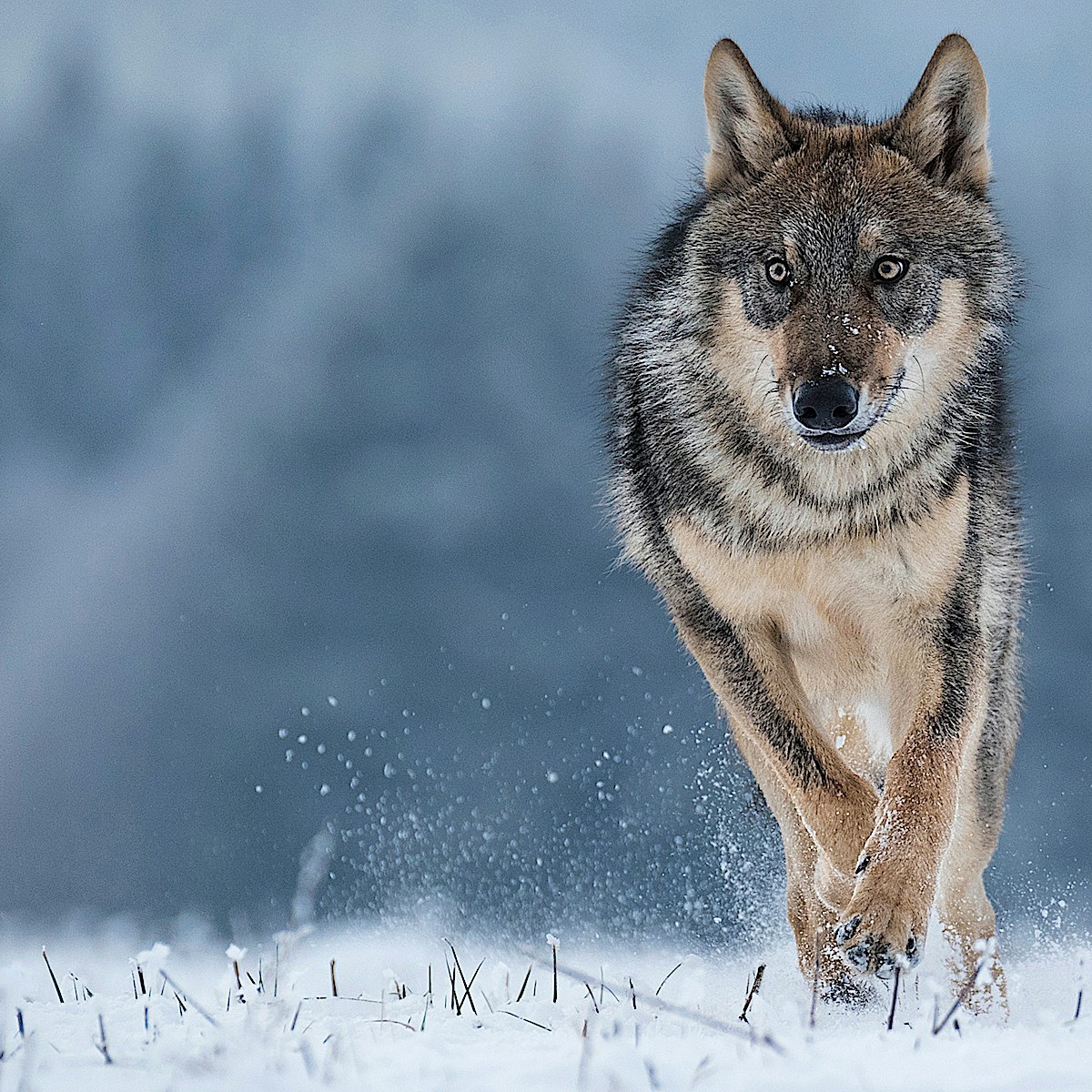 Wolf running portrait SS