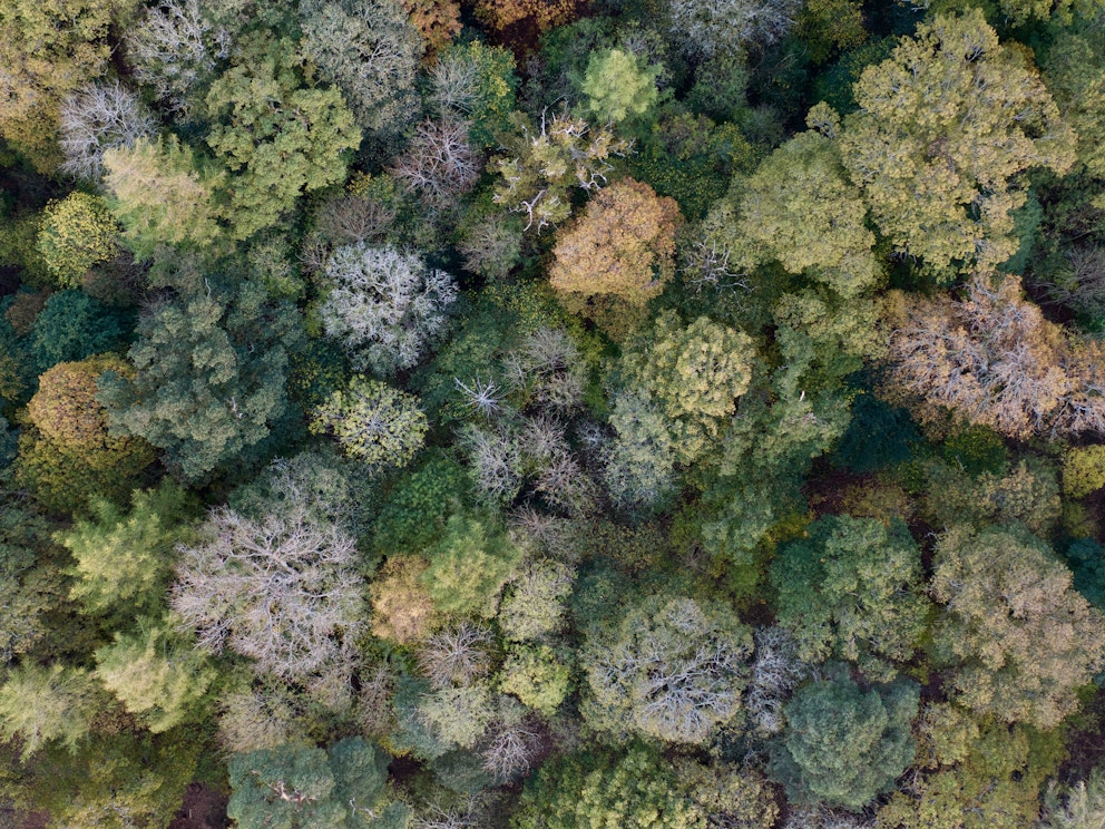Aerial forest