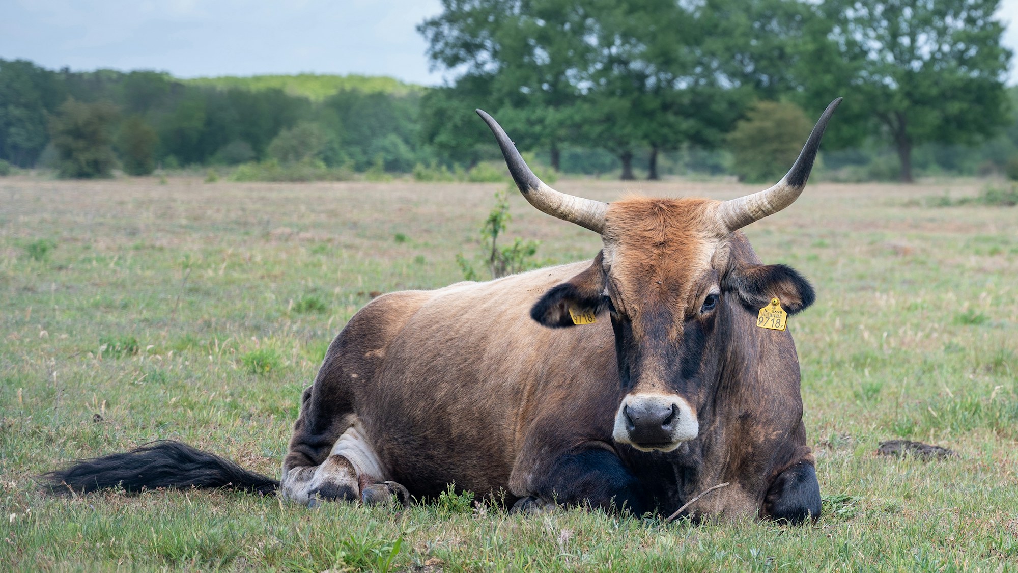 Aurochs (cow) | Rewilding Britain