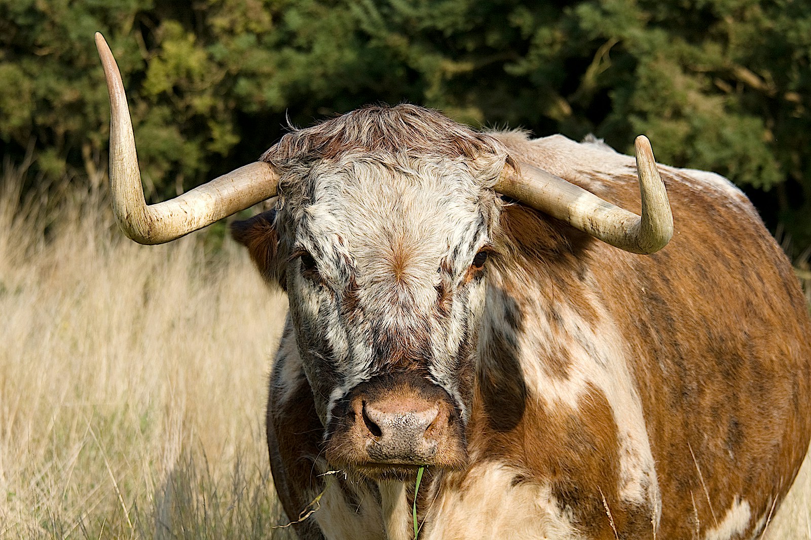 Aurochs2 longhorn cow SS