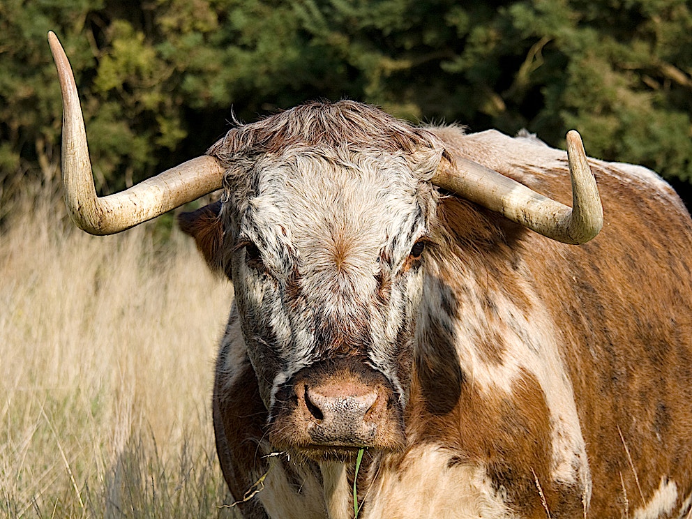 Aurochs2 longhorn cow SS
