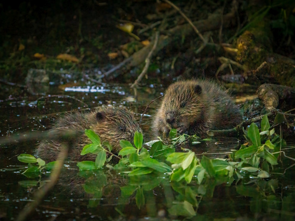 Baby beavers