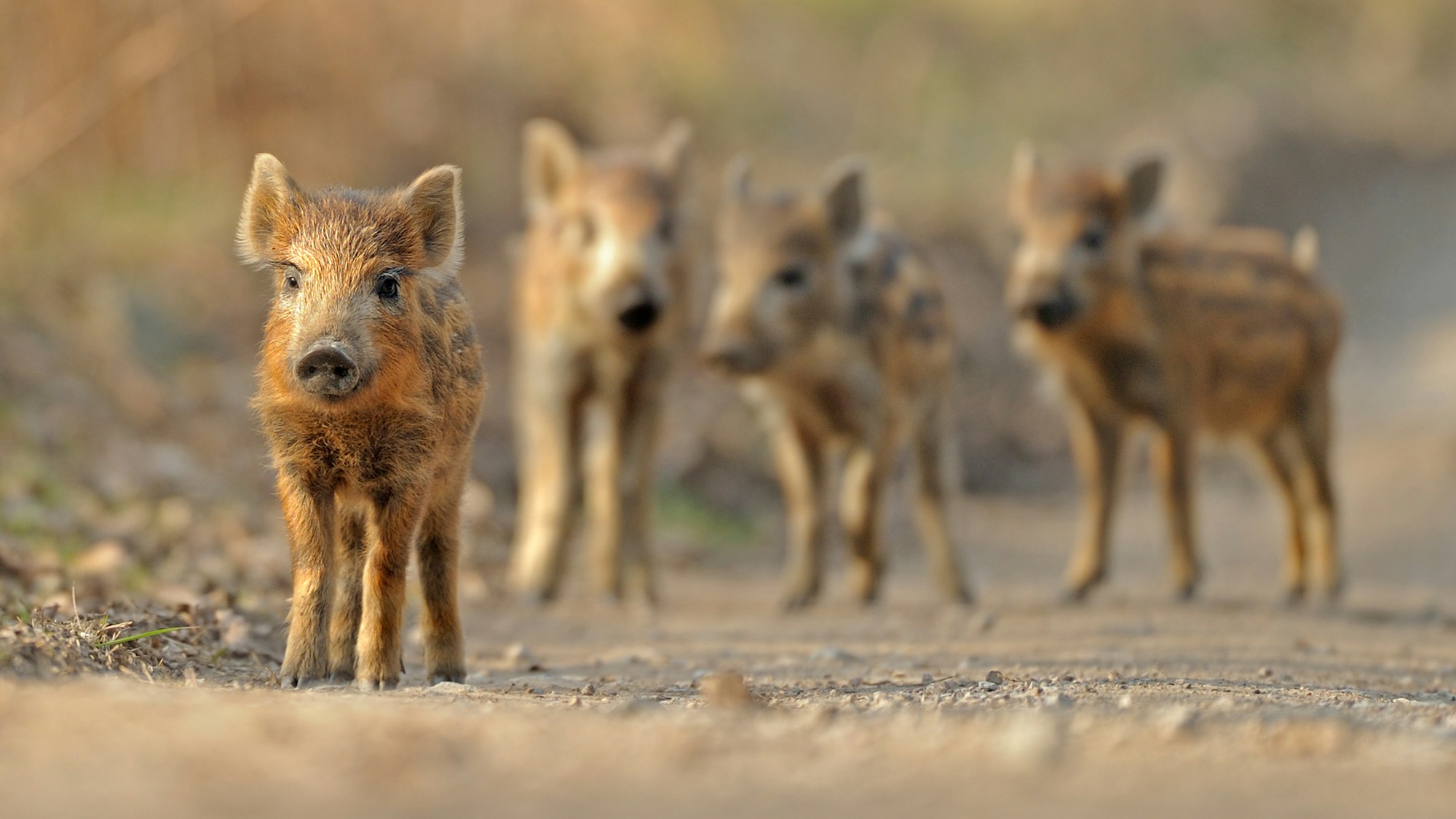Baby boar SBP ARO