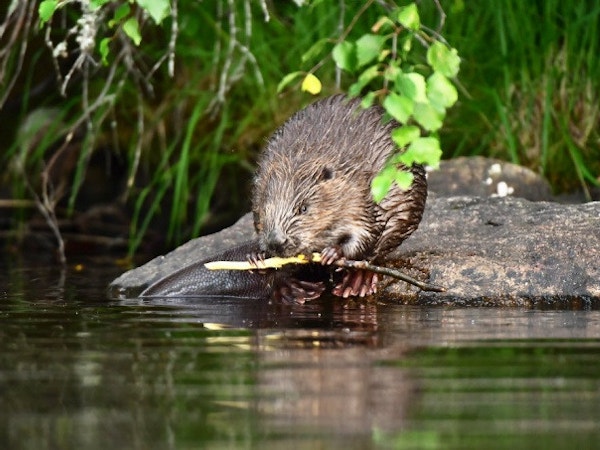 Beaver eating vegetation 9c826e7a408806c4ea6b40b0d37e4d42