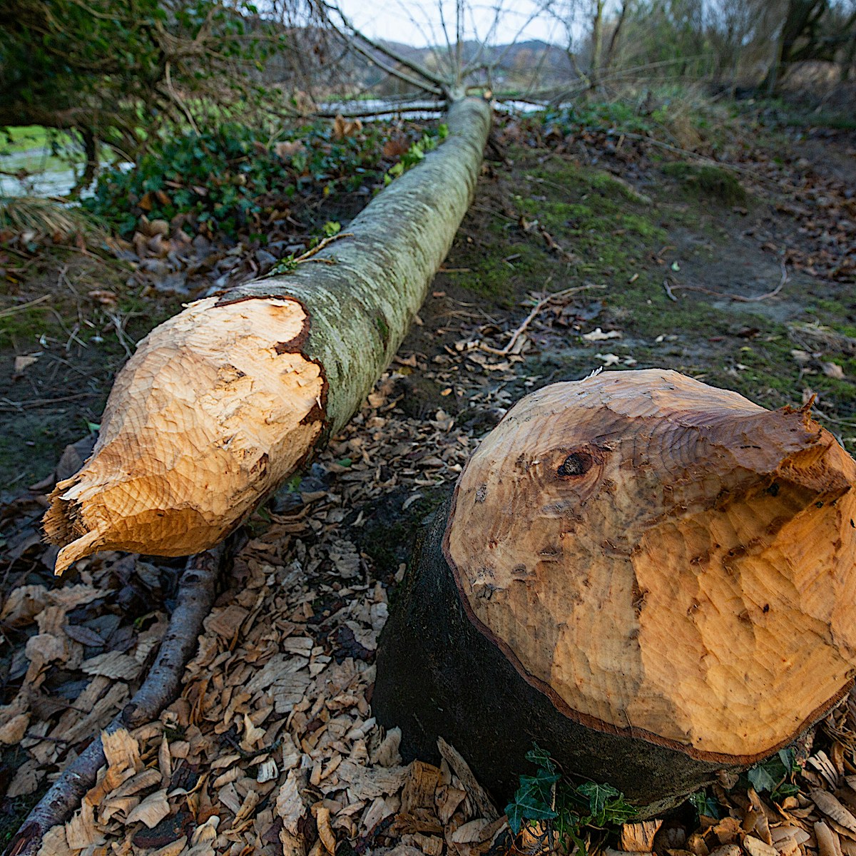 Beaver felled woodland