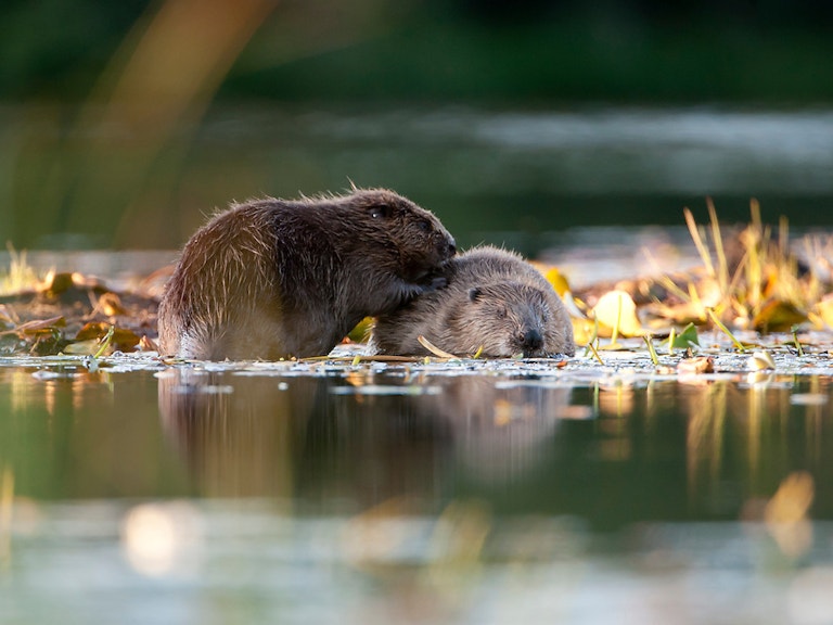 Beaver holding image