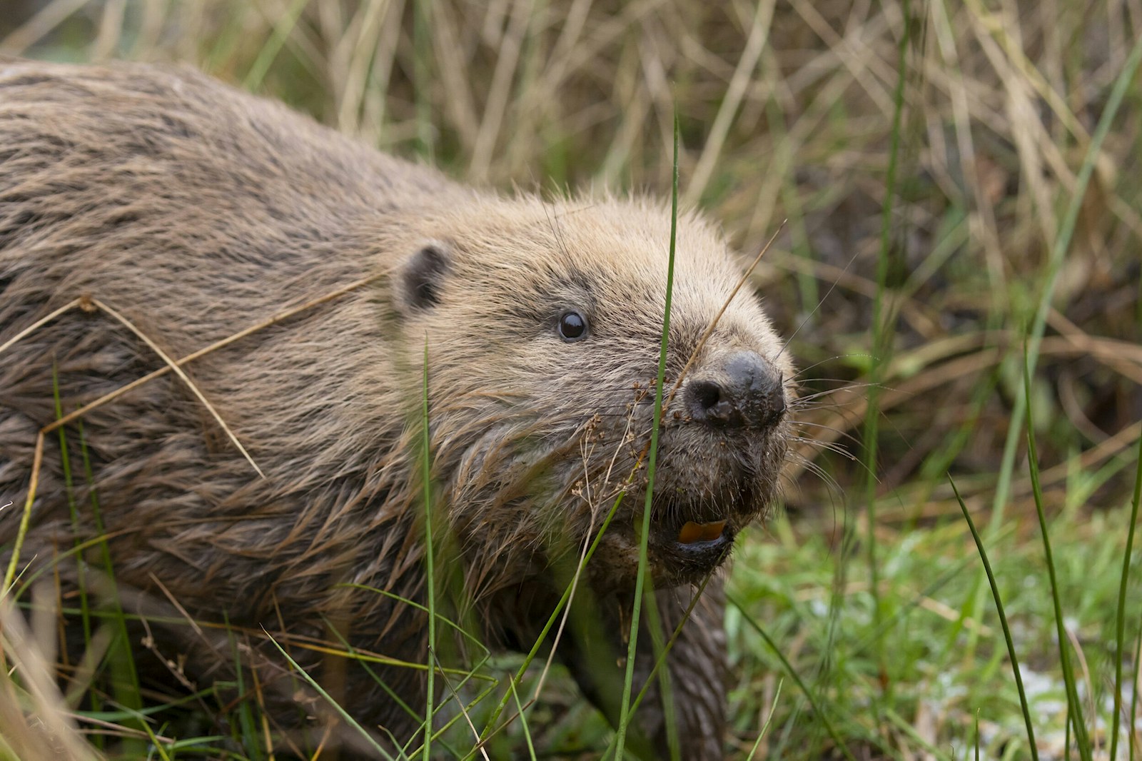 Beaver scotland big picture