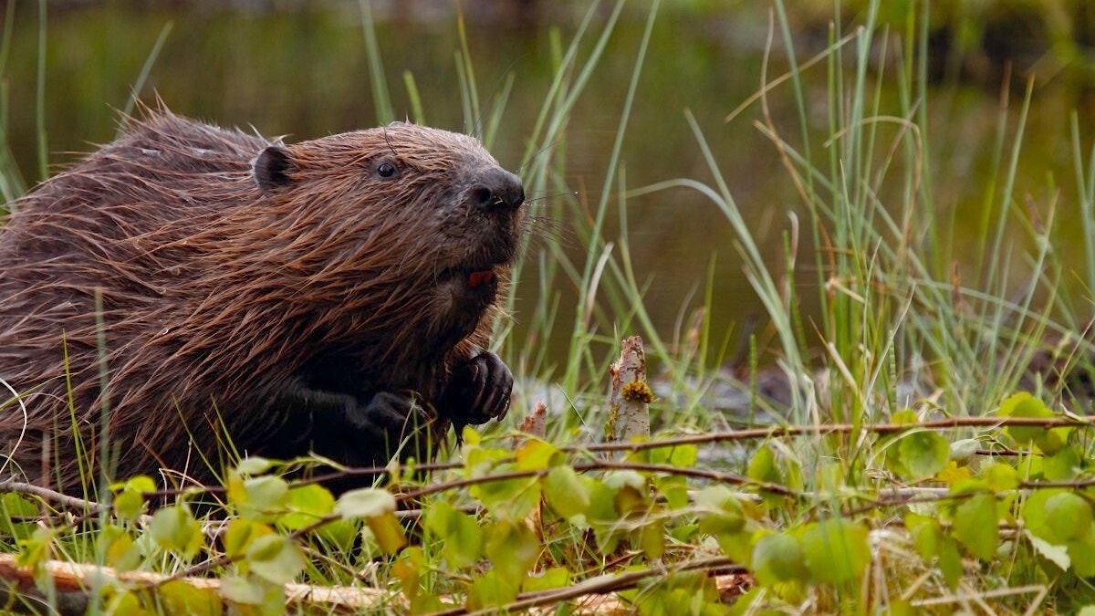 Beaver in wetland vegetation 1 1