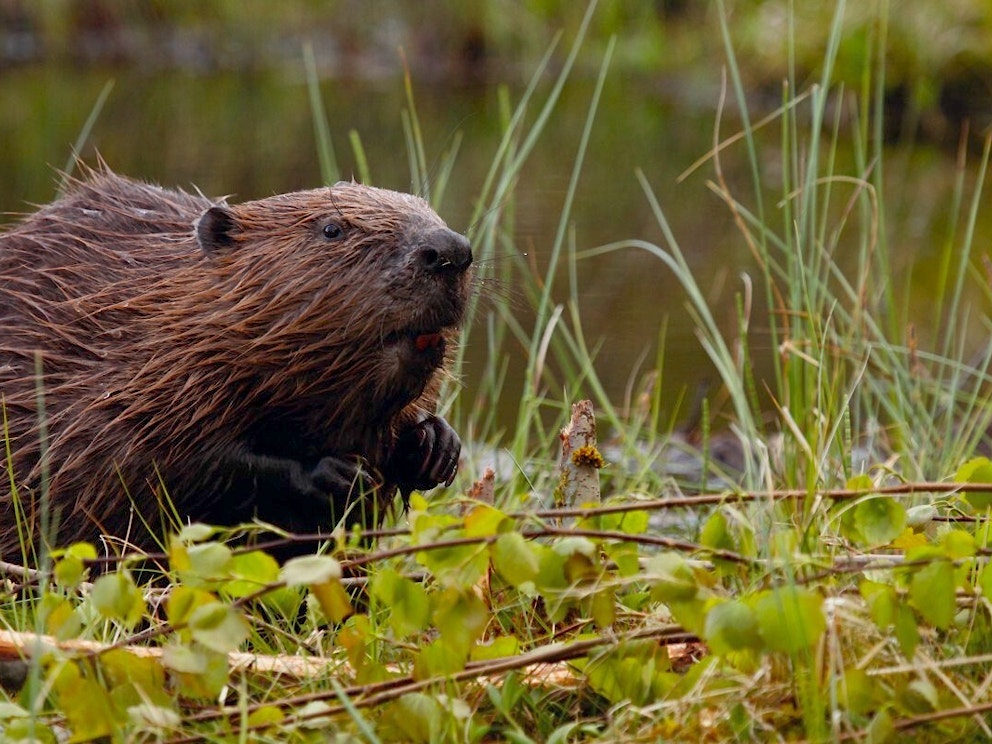 Beaver in wetland vegetation 1 1