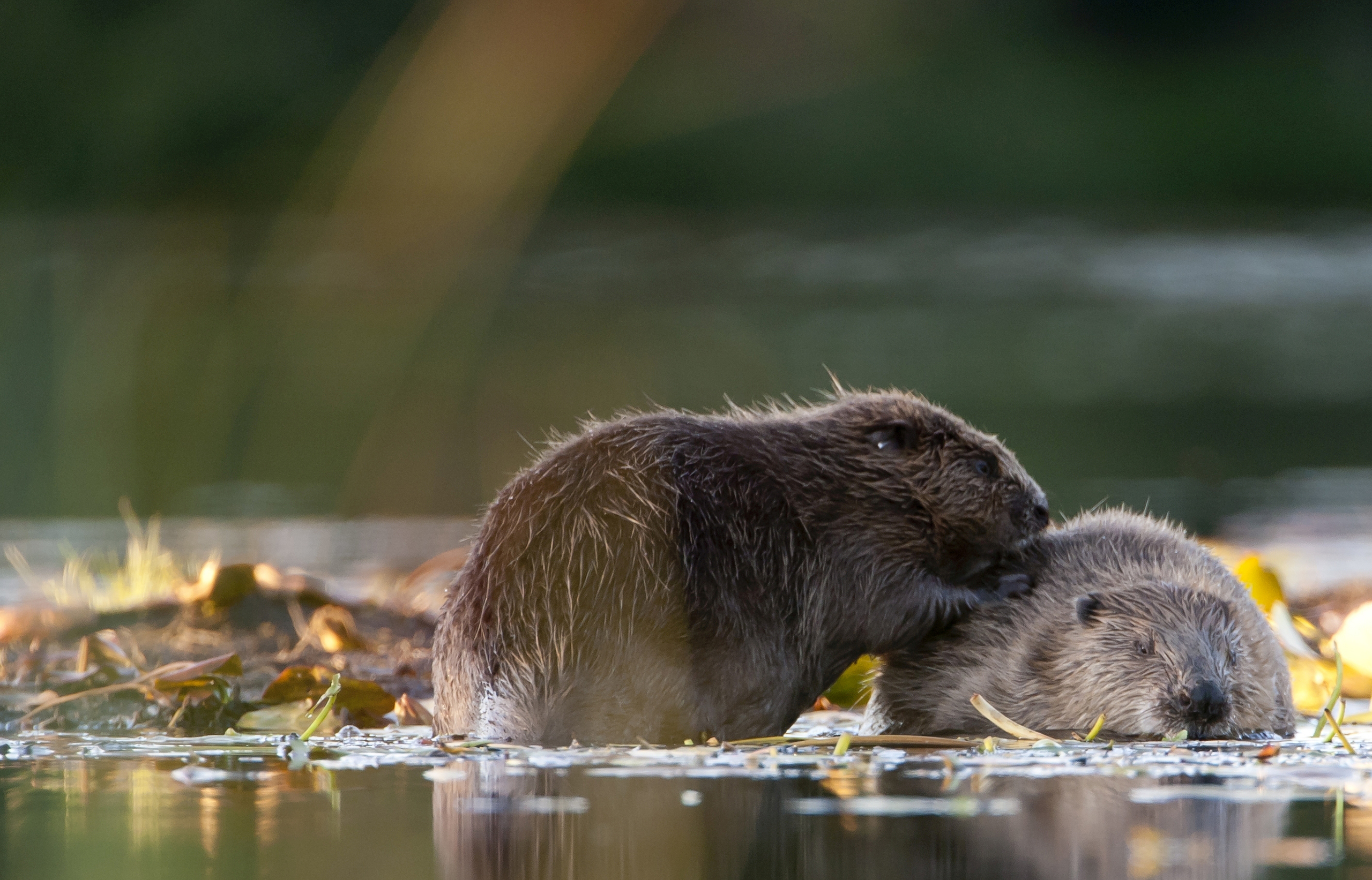 Beaver reintroduction & conservation Rewilding Britain