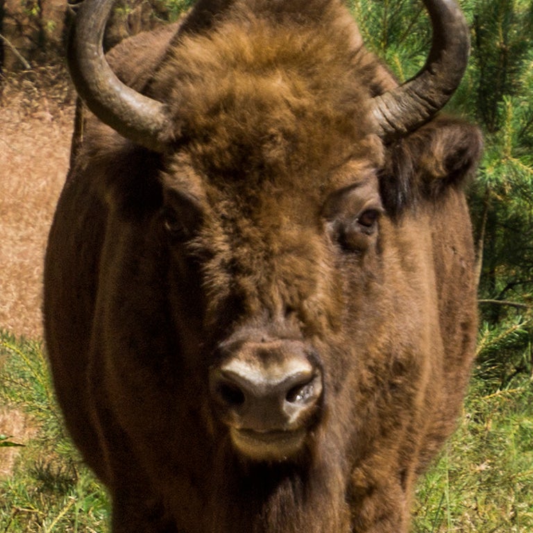 The role of grazers and browsers | Rewilding Britain The role of grazers and browsers | Rewilding Britain