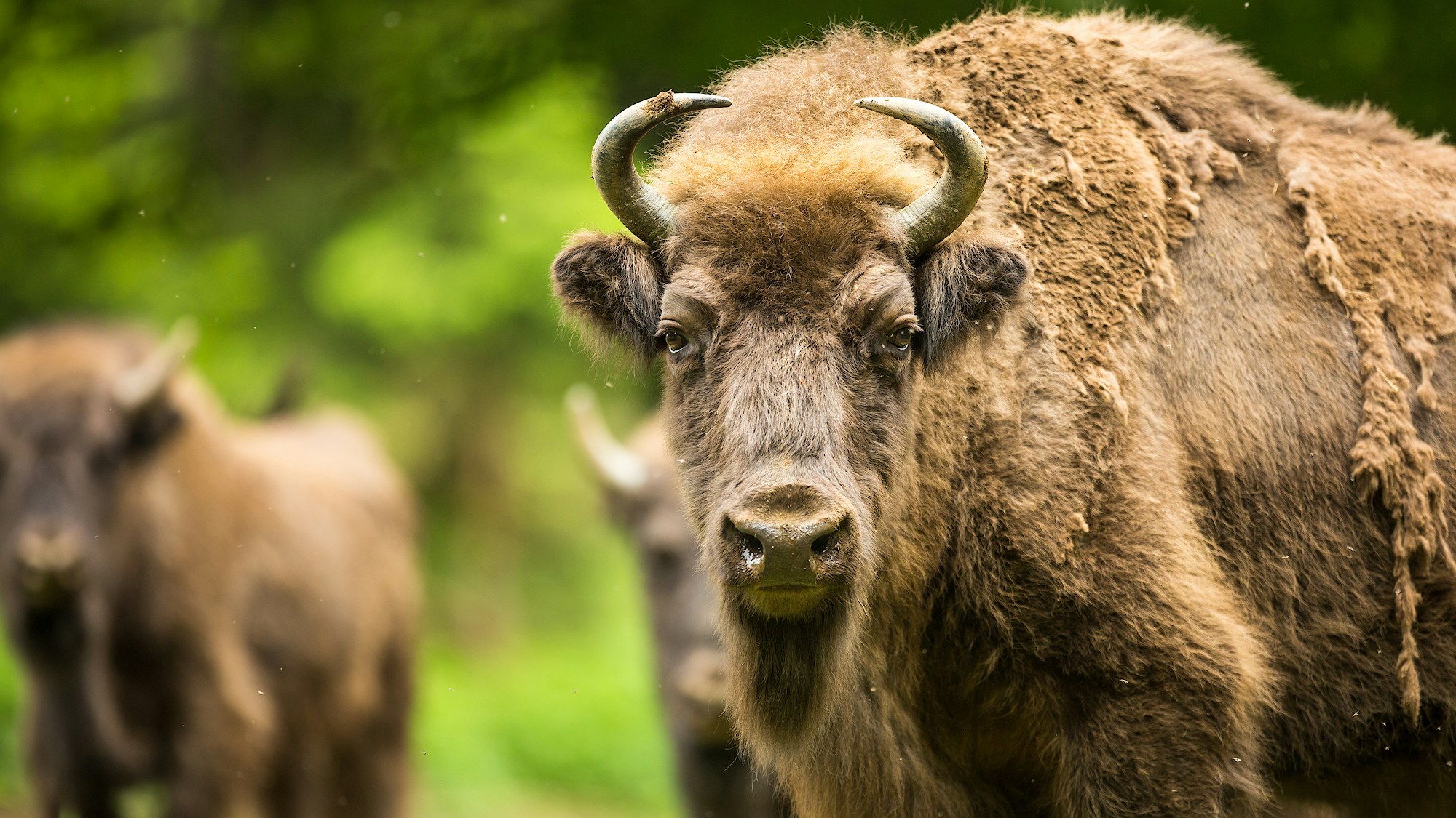Bison reintroduction & conservation | Rewilding Britain