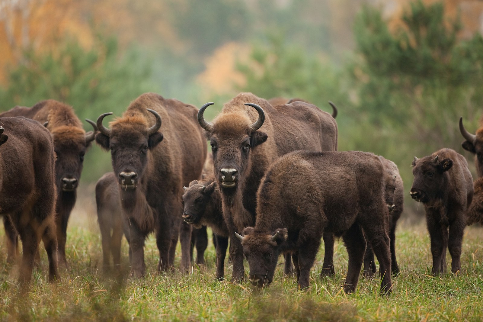 Bison2 herd SS