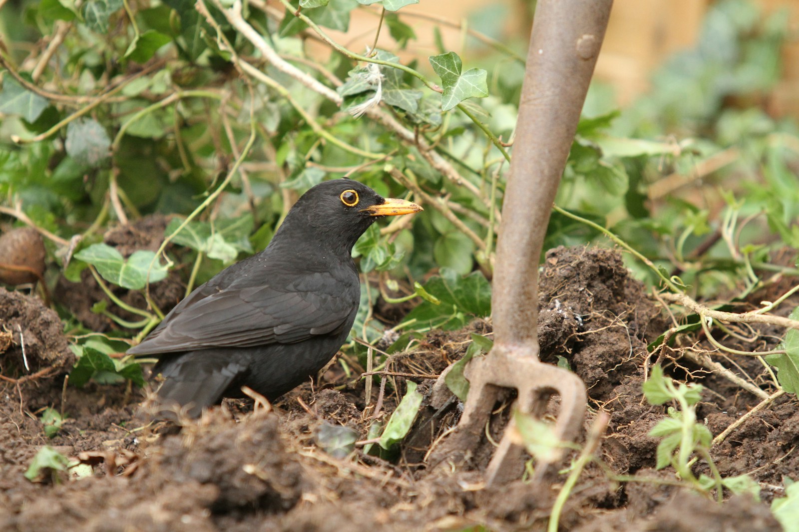 Blackbird soil