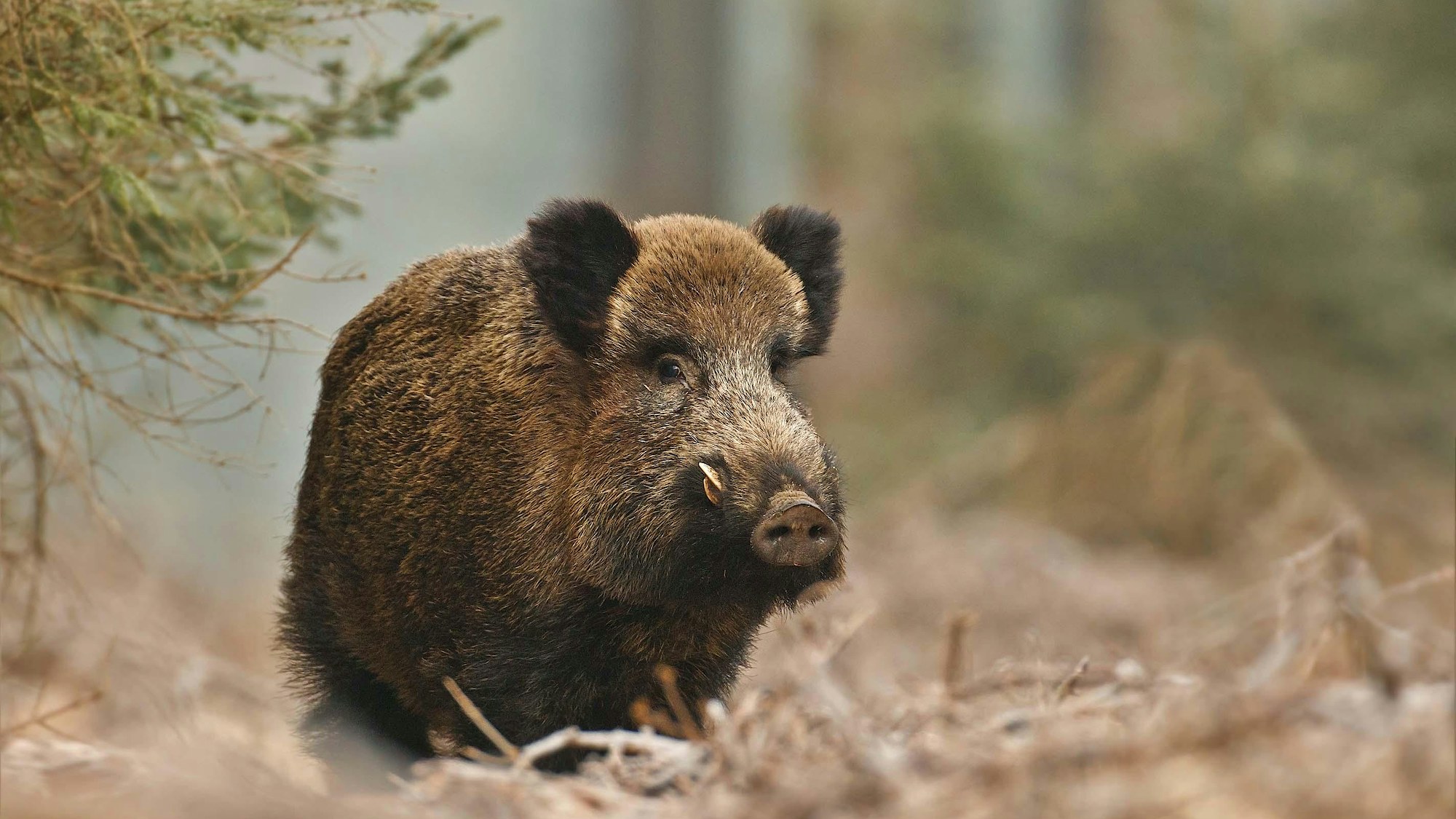 Wild boar reintroduction & conservation | Rewilding Britain