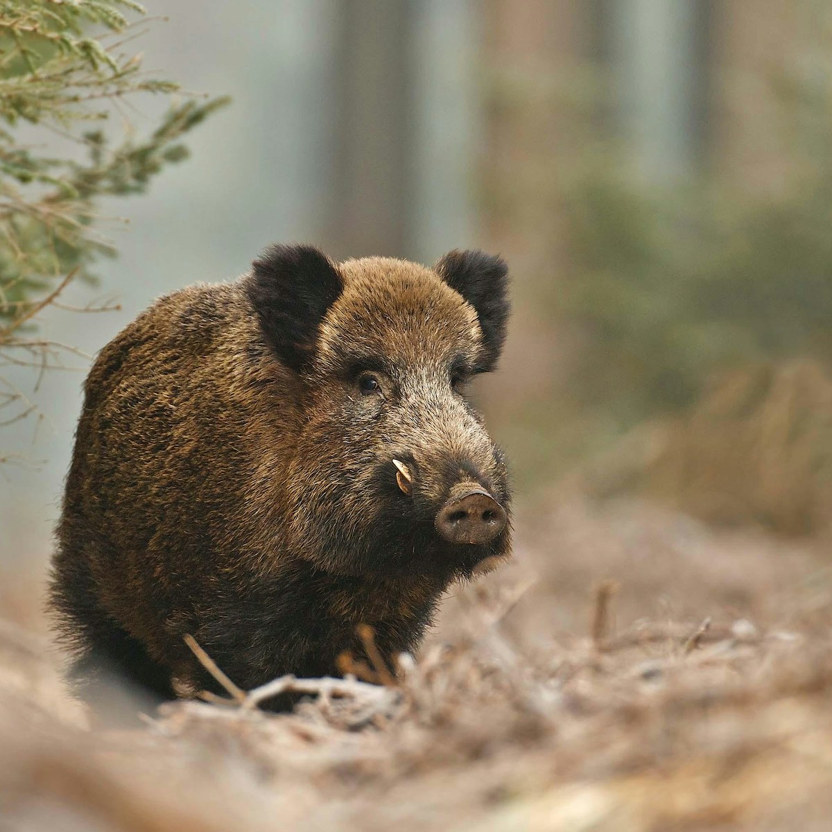 The role of grazers and browsers | Rewilding Britain The role of grazers and browsers | Rewilding Britain