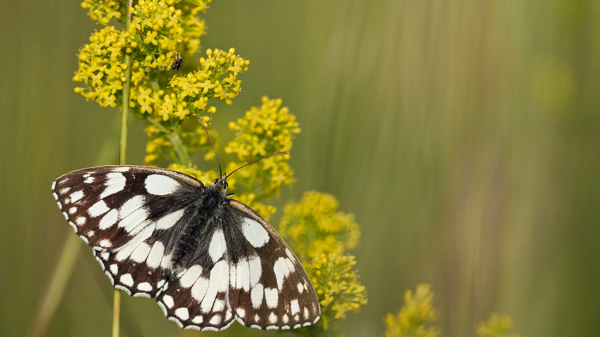 Butterfly mrblwhite SBP GED