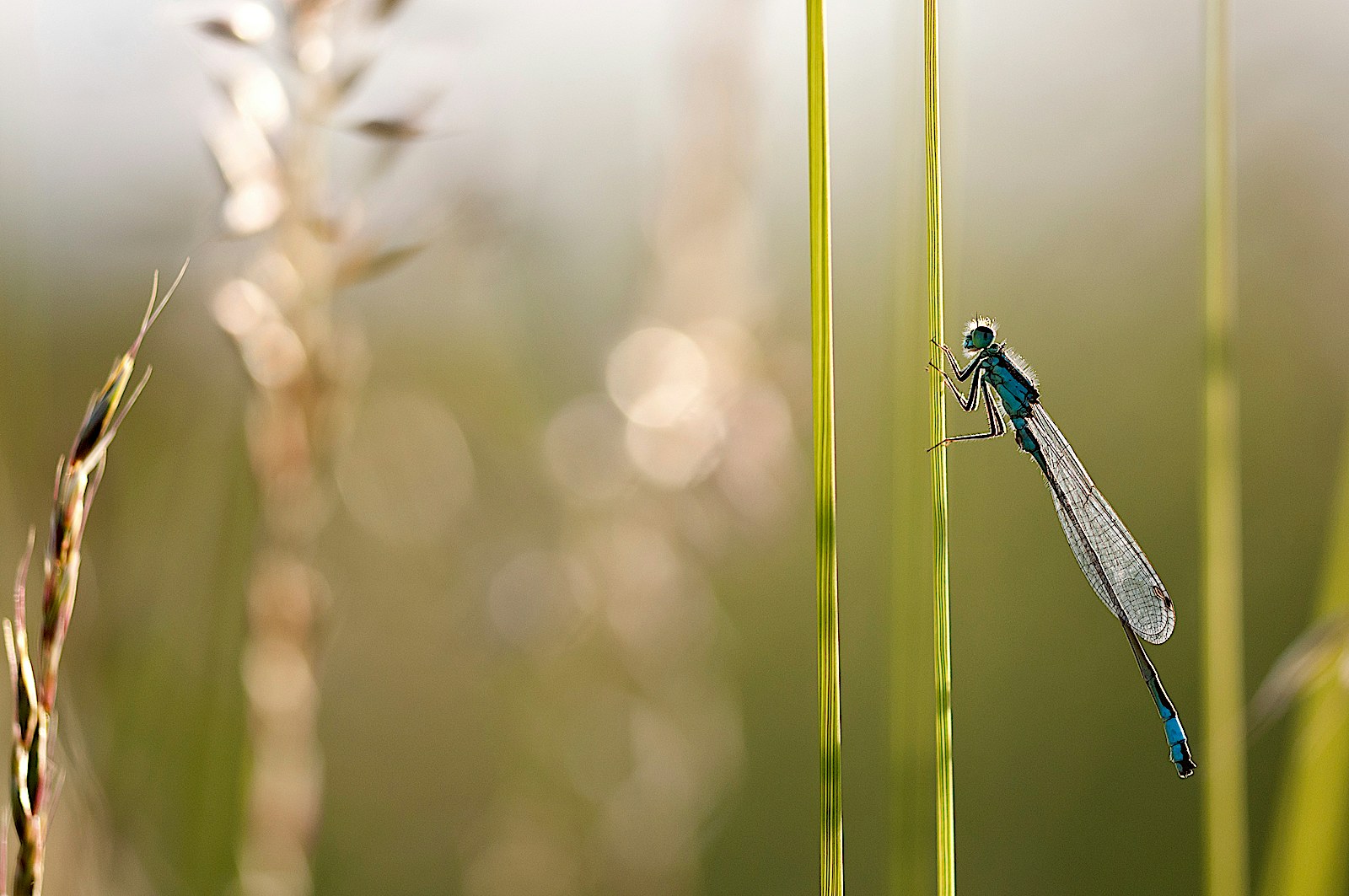 Damselfly wetland SBP Ross Hoddinott