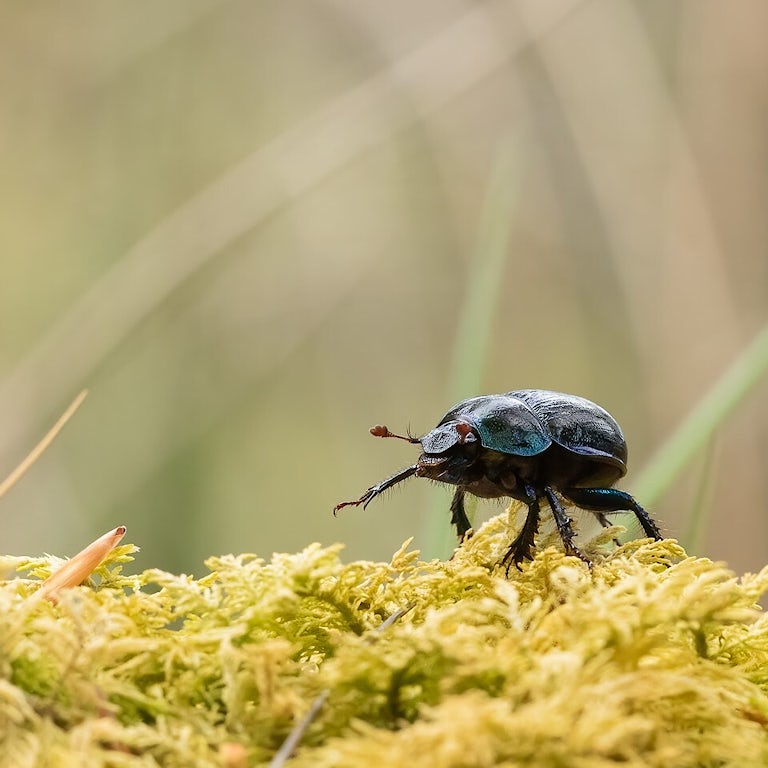 Dor beetle