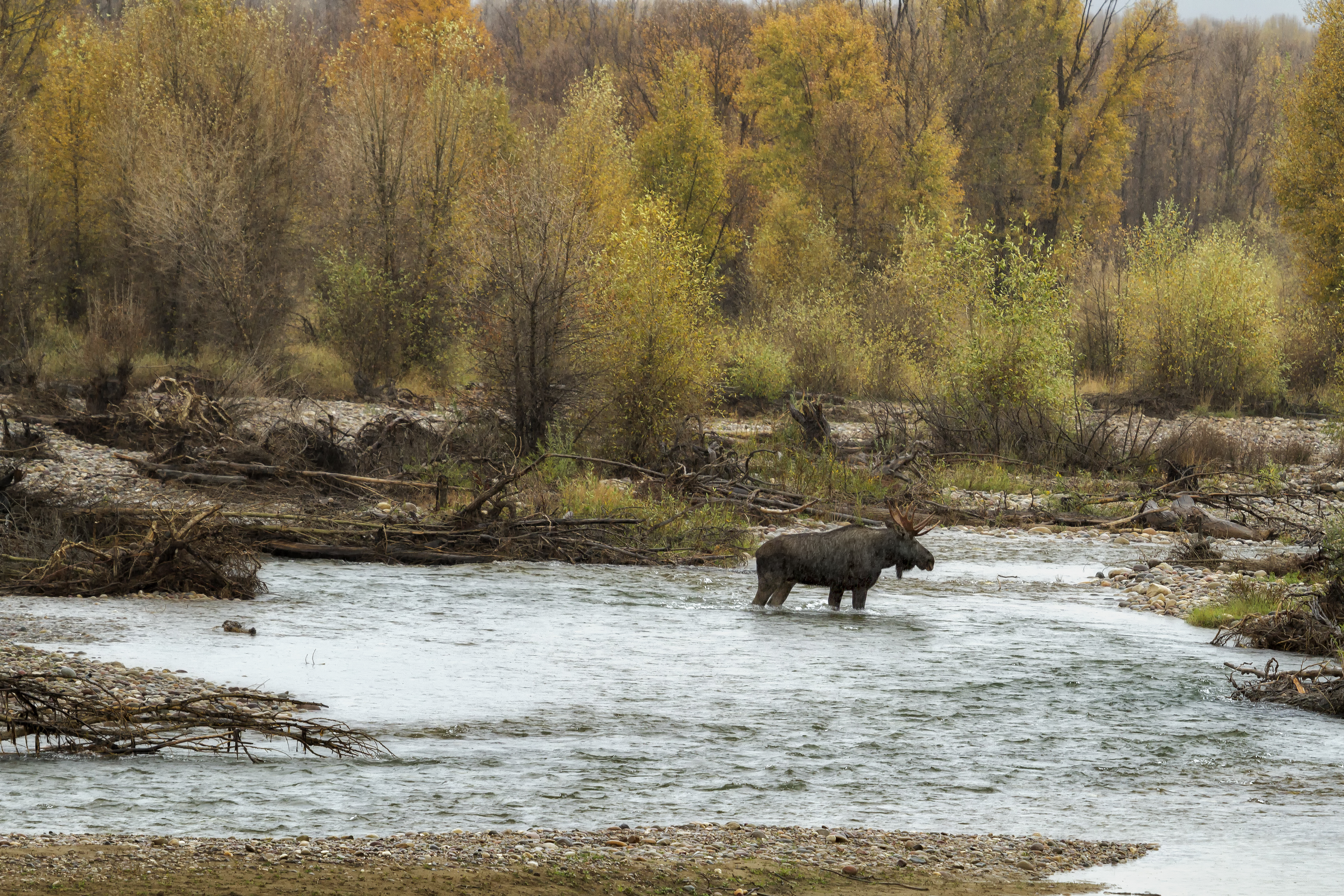 What Is Rewilding? | Rewilding Britain