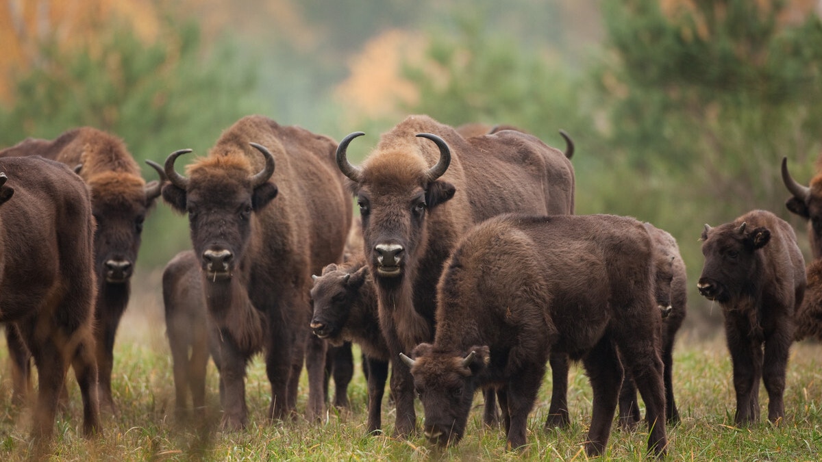 European Bison Herd