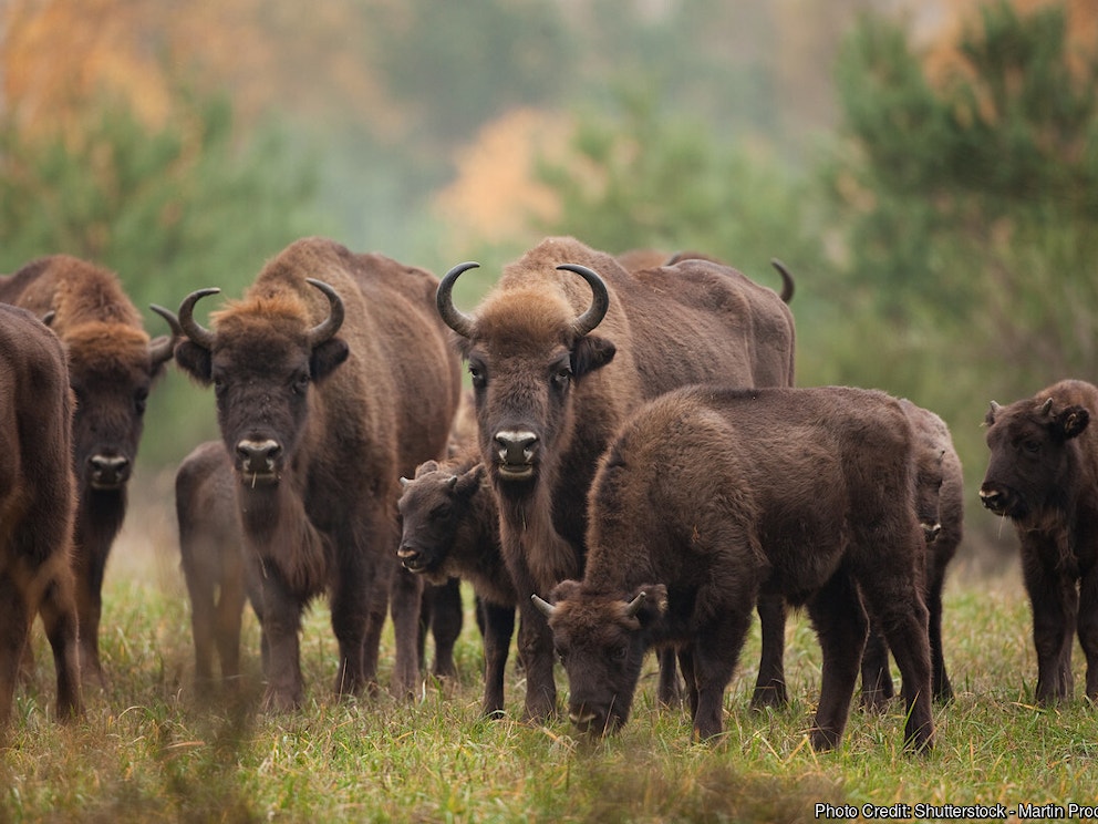 European Bison Herd