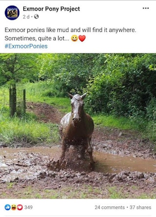 Exmoor twitter