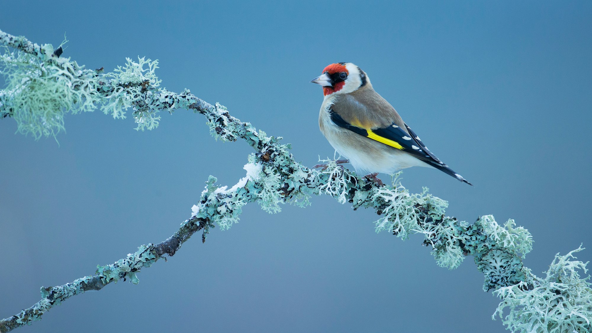 Goldfinch SBP PC