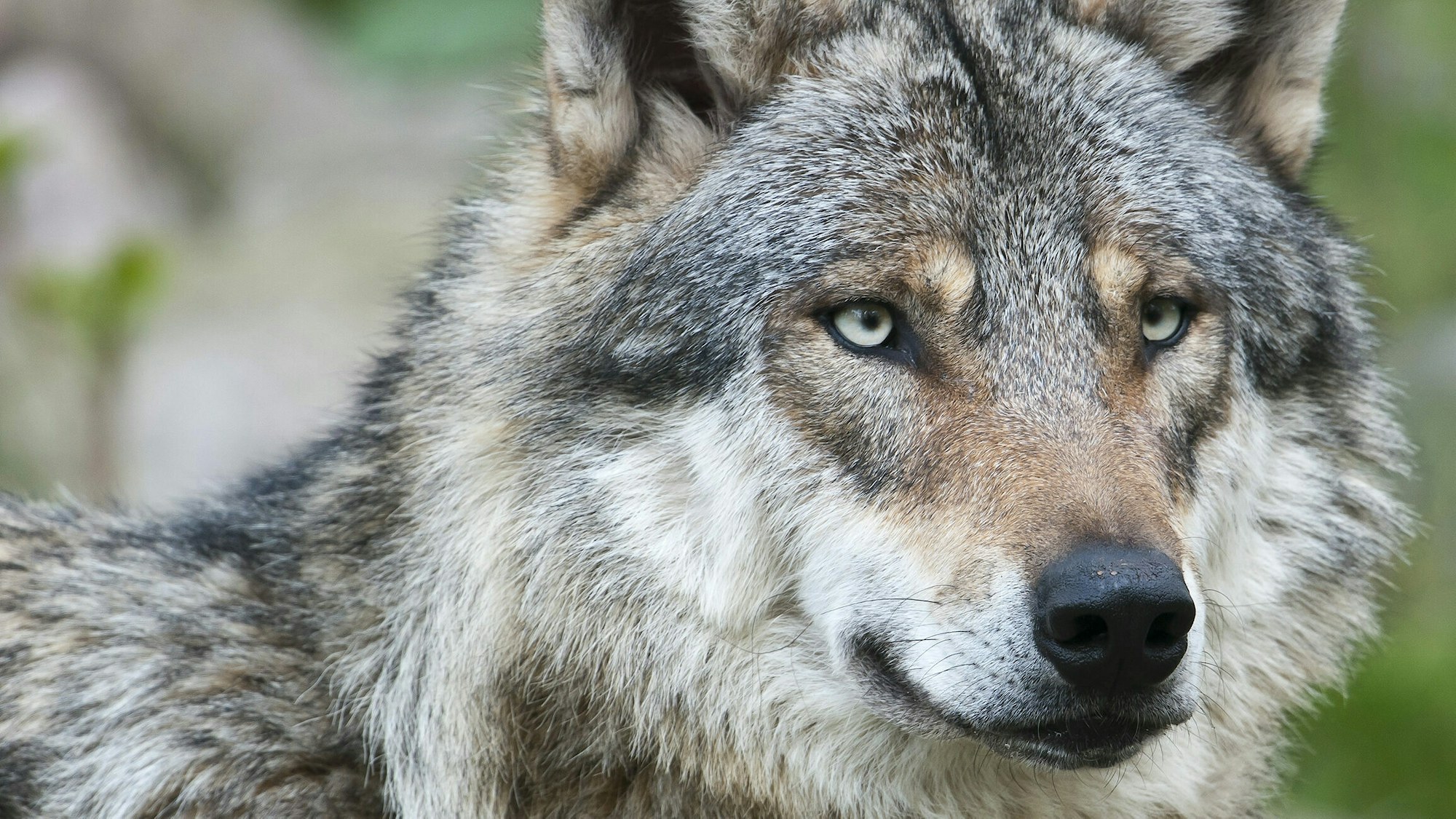 Keystone species wolf