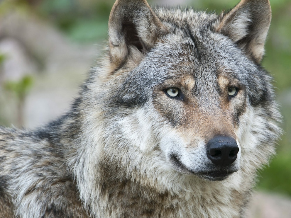 Keystone species wolf