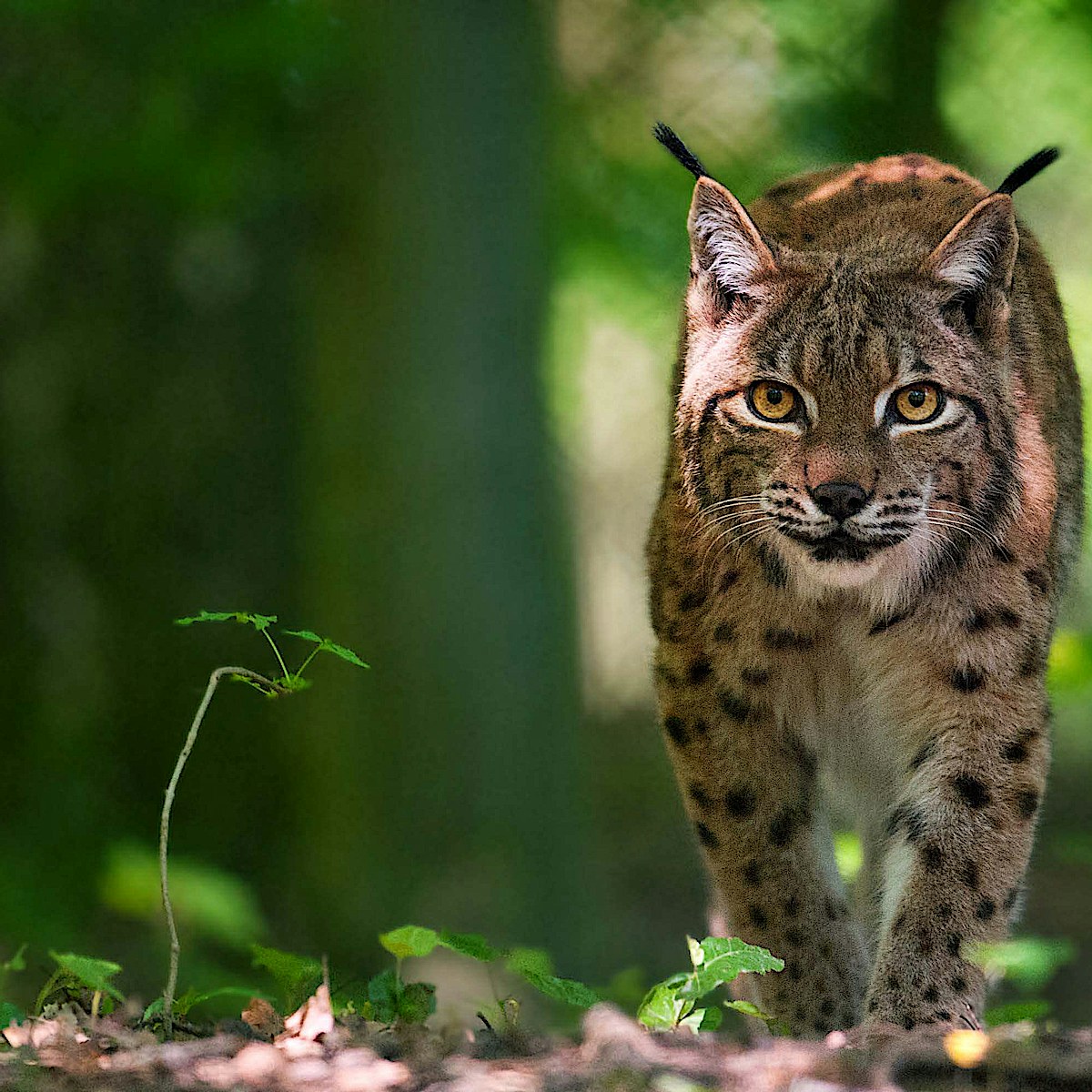 Lynx sh