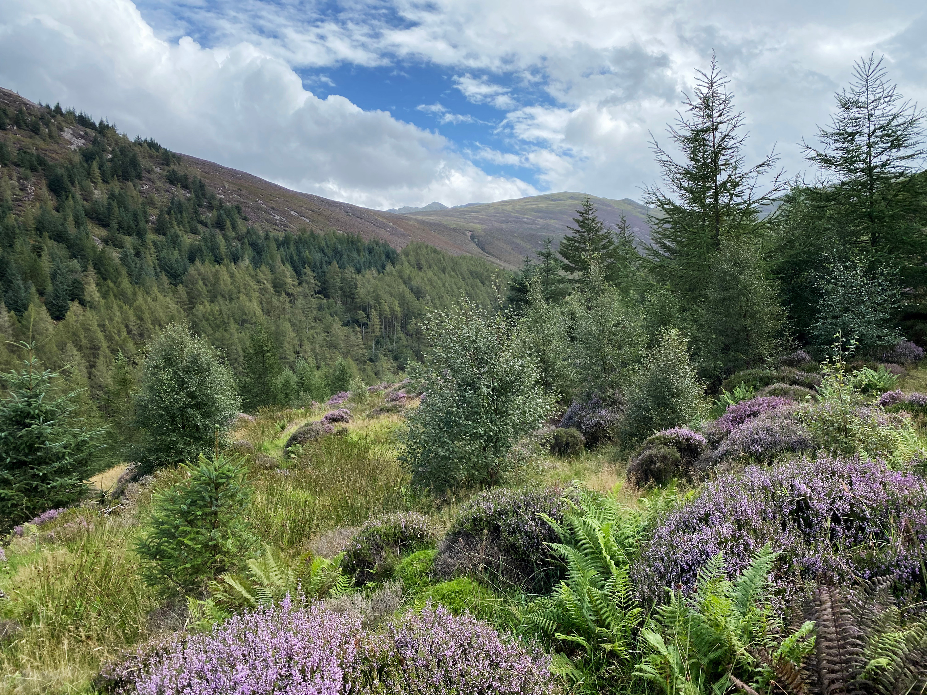 Natural regeneration reviving Britain’s woodlands Rewilding Britain