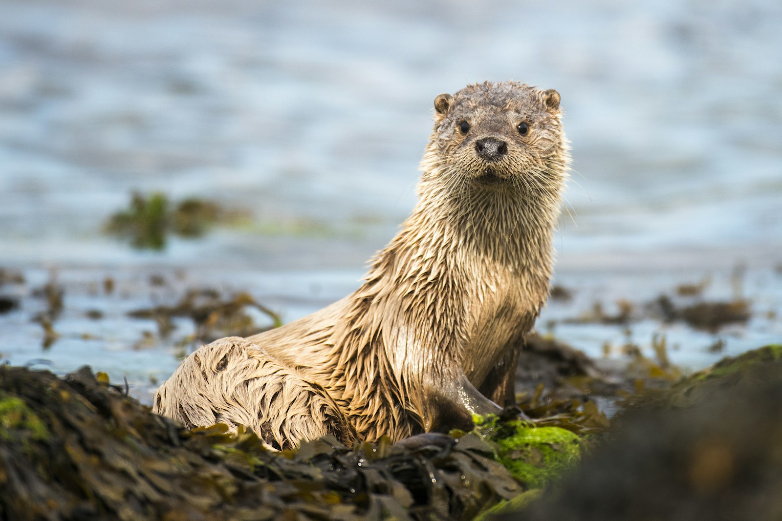 European otter rewilding climate